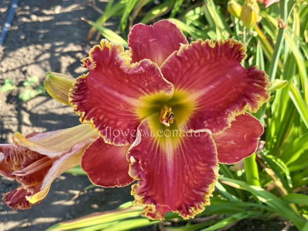 Лілійник сіянець В-9 