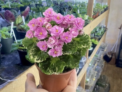 Фіалка ЛЕ-Нина