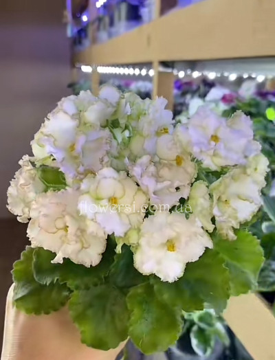 Фіалка АВ-Сказка