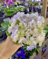 Фіалка АВ-Сказка