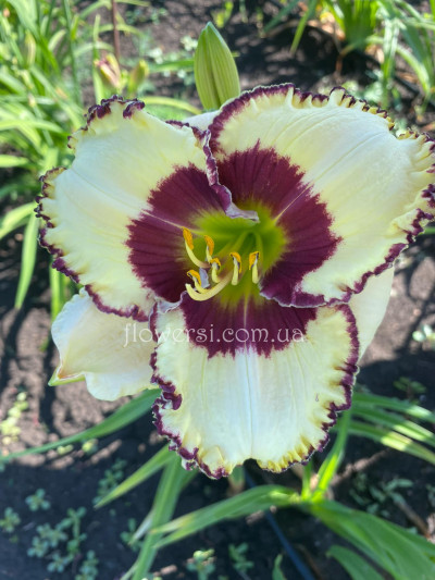 Сеянець №24