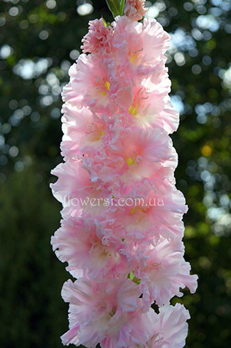 Гладiолус  Клубнiчний зефiр 