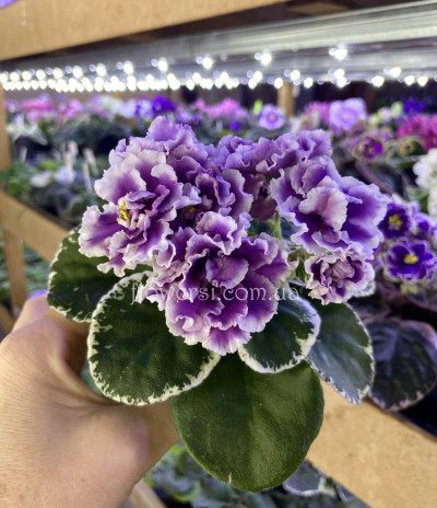 Фиалка ВаТ-Агат Розовый 