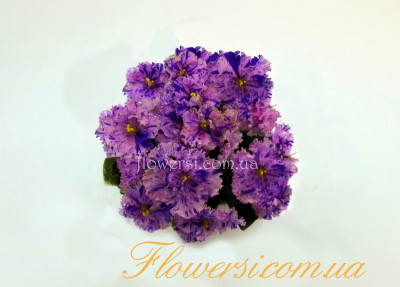  Фіалка ЛЕ-Мелисса