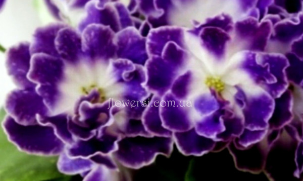 Фиалка ЕК-Шахматный Король 