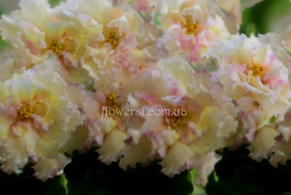 Фиалка ЛЕ-Золотая Хризантема