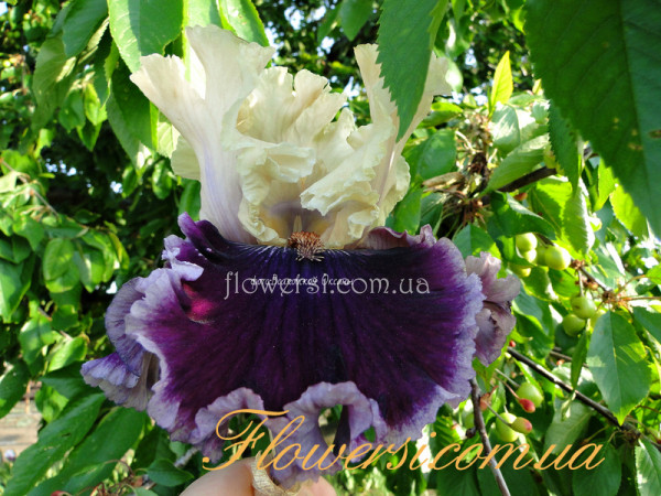 Ирис Астробублес (Аstrobubbles)