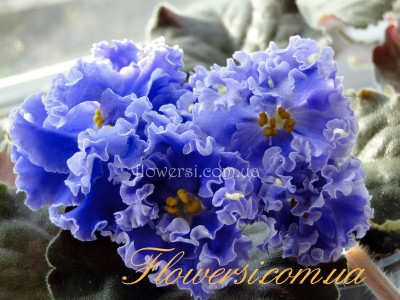  Фиалка ЛиК-Шелест Волн (Г.В.Лазаренко)