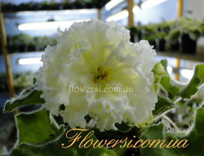 Фиалка ЛЕ-Мадам Клико