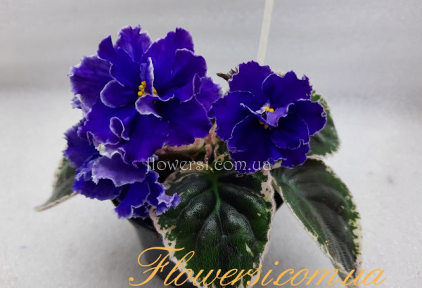 Фиалка ЛЕ-Граф Калиостро