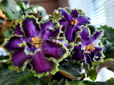 Фиалка АВ-Полет Валькирий