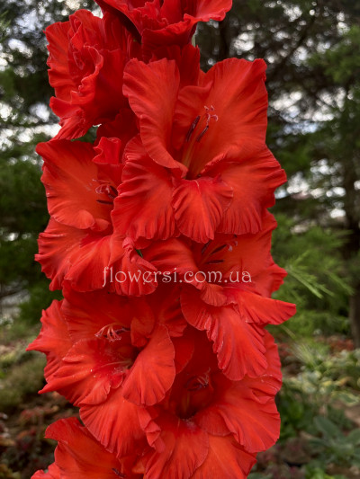 Гладiолус Владика