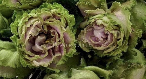 Фіалка ЕК-Расплетало Лето Косы