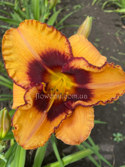 Сеянець №34