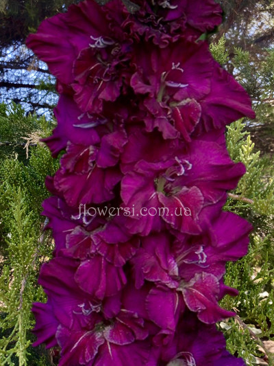 Гладiолус Селекцiонер Непорожний