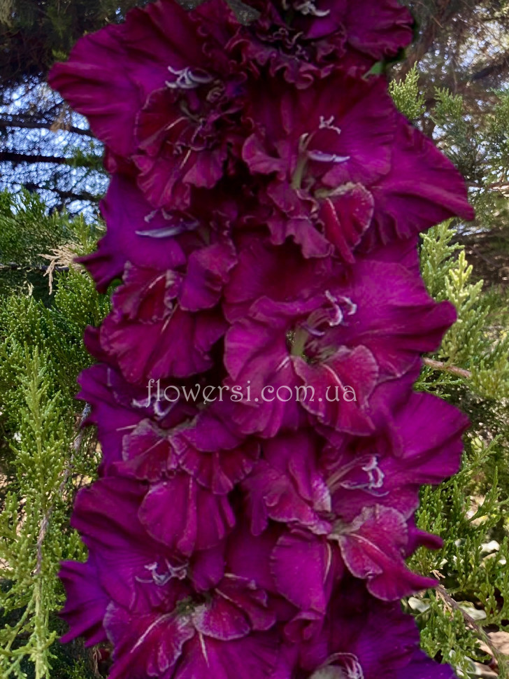 Гладiолус Селекцiонер Непорожний