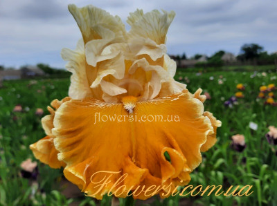 Ірис № 46 (Сіянець Г.Витiвськой)