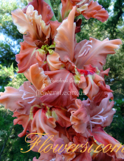 Гладiолус Сіде Вакс 