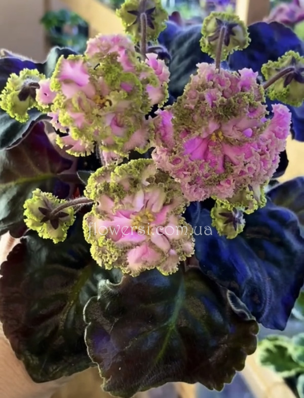 Фиалка ПТ-Розовый Велюр 