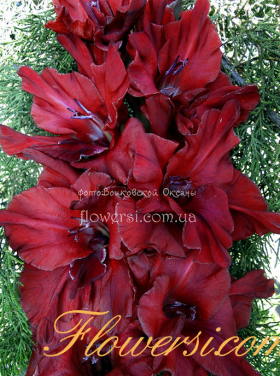 Гладiолус Бархатная Ночь (Дибов) 