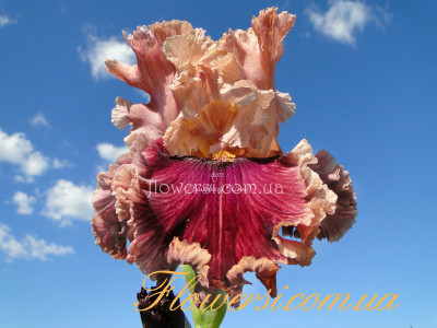 Ирис Лорд оф Мейфэа (Lord of Mayfair) 