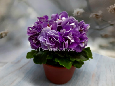 Фиалка Peppermint Girl (Пепеми́нт Гёл) мини