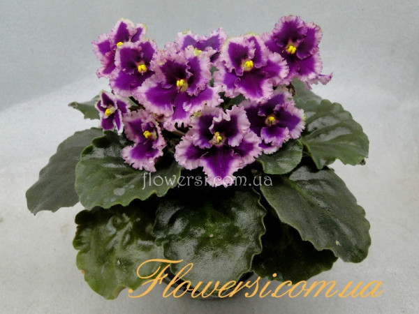 Фиалка  Optimara Ever Love (Holtkamp)