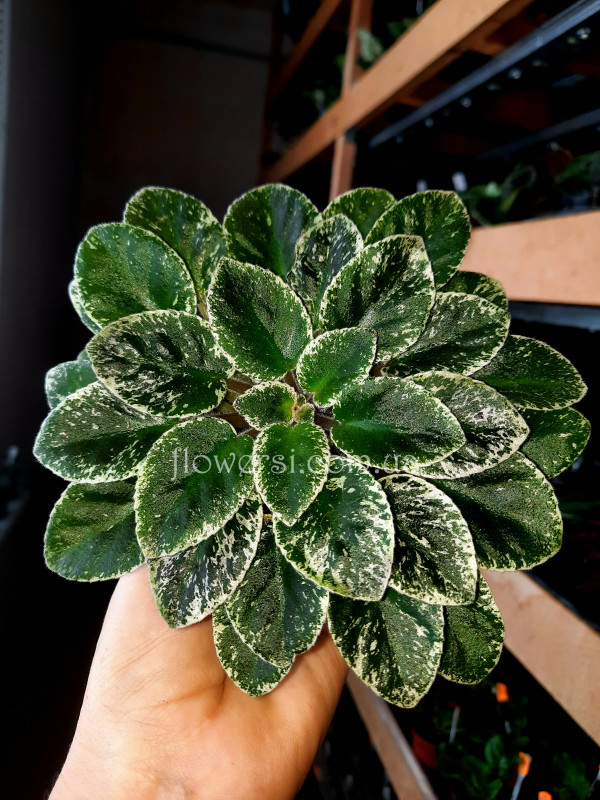  Фиалка НК-Дiвчинка (Н.Козак)