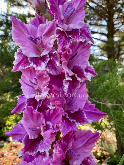 Гладiолус Сарафанне радіо