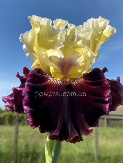 Ірис Cherries and cream /Blyth ‘20