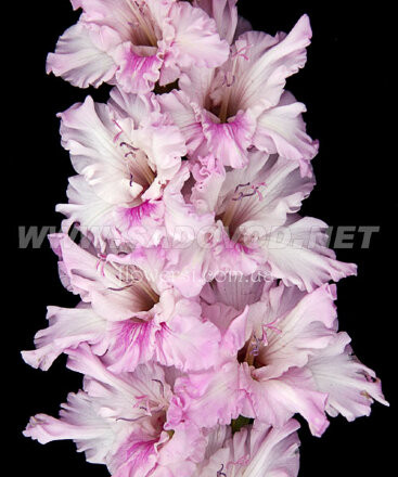 Гладiолус Зиеду скульптура (зиеду сукутис)