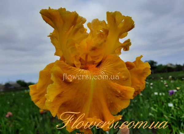 Ірис № 45 (Сіянець Г.Витiвськой)