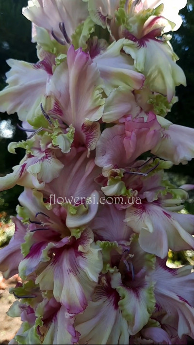  Гладiолус Церiню классiка   