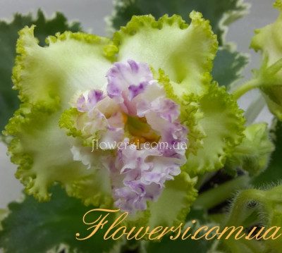 Фиалка ЛФ-Алиса