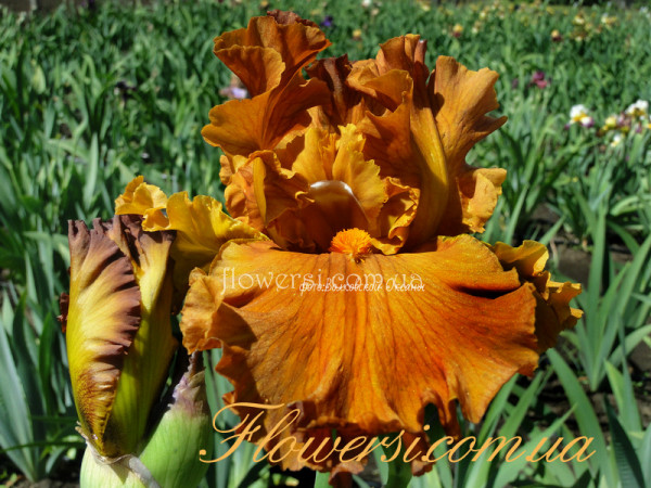   Ирис  Голден Пантер (Golden Panther) 