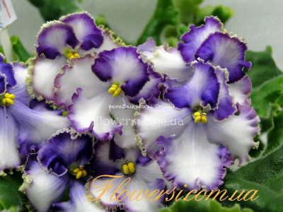 Фиалка К-Арабески (Е.Крайдуба) 