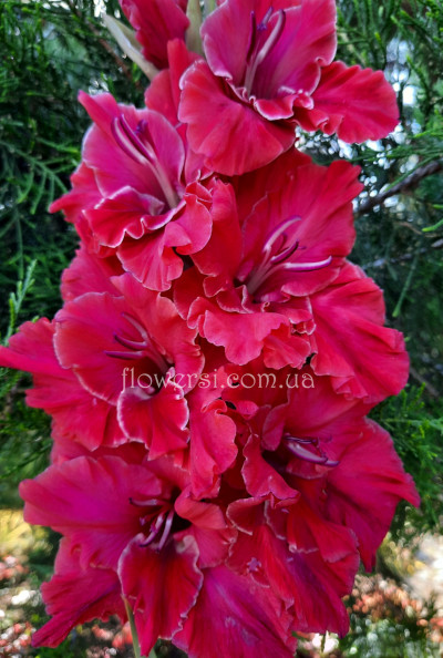 гладiолус Полонез 