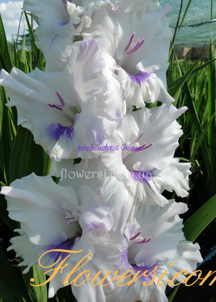 Гладiолус Голубая Бабочка  