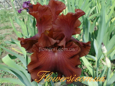 Ирис Роуг (Rogue) 