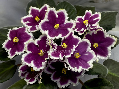 Фиалка АВ-Тепло на Душе