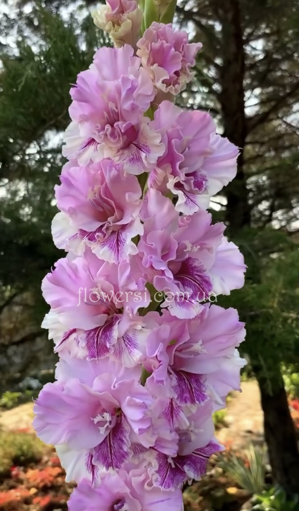 Гладіолус Гостя з будущего 