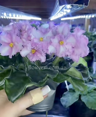 Фіалка АВ-Мона Лиза 