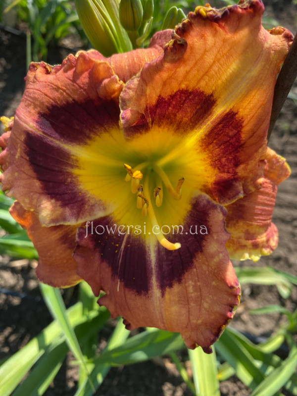 Сеянець №36