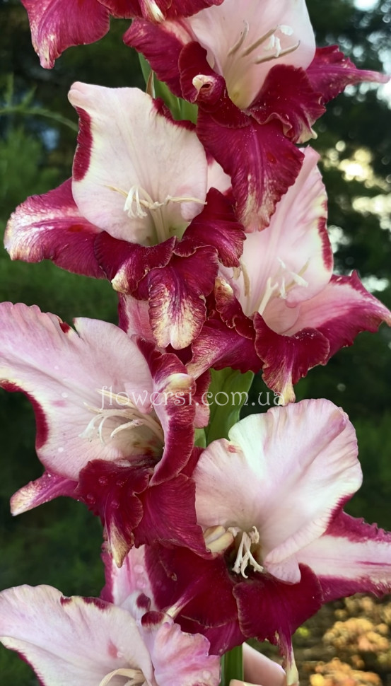 Гладіолус  Малиновий