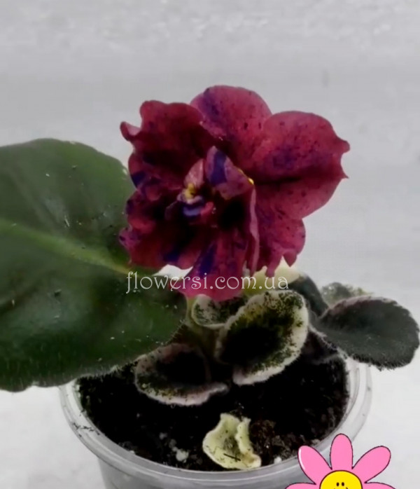 Фиалка ВаТ-Реальная Жизнь (Т.Валькова)