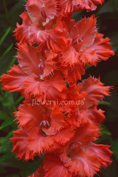  Гладiолус Райськіє реснічкі 