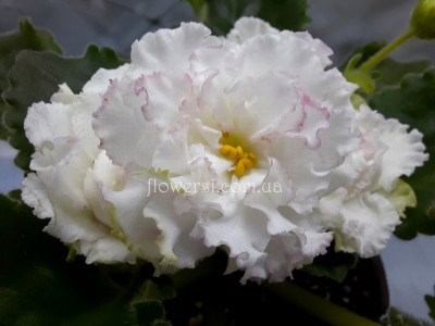 Фиалка ЛФ-Яблочный Зефир