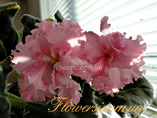 Фиалка НД-Массандра 