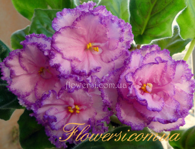 Фиалка  ПТ-Джулия