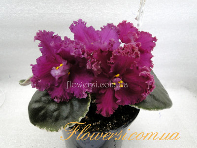 Фиалка Ян-Шерхан